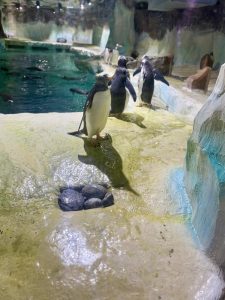 Lower Meadow Residents Enjoy a Day Out at the Sea Life Centre 3 sea life 2 Deputy Lower Meadow 1