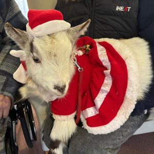 goat 2 Wellbeing Wisden