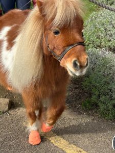 IMG 20260303 WA0068 Wellbeing Brewster