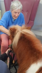Pony Surprise Brings Smiles All Round at Brewster House 4 Screenshot 20260304 123919 Gallery Wellbeing Brewster