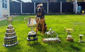 dog 4 Reception Elizabeth