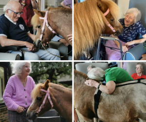SHETLAND PONY AT ASHWOOD