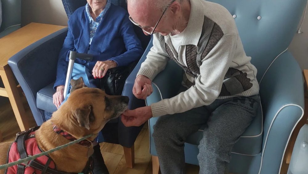 pet2 Wellbeing longview jpg e1750080914525