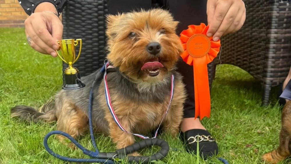 Dog Show Leanne Simms jpg e1754644151411