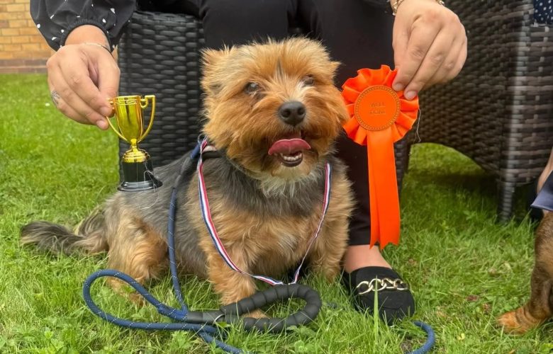 Dog Show Leanne Simms jpg e1754644151411
