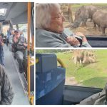 Safari image collage