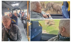 Safari image collage