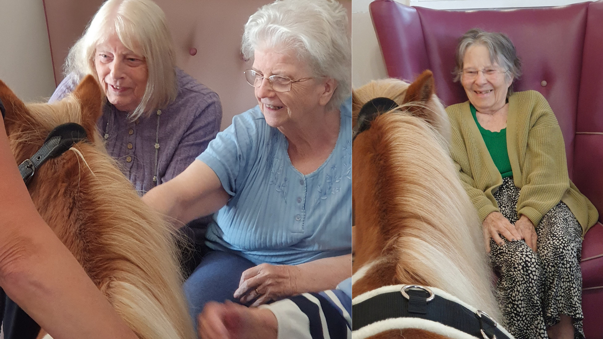 Press release image Shetland Pony Visit